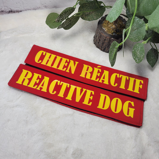 Chien réactif / Reactive dog